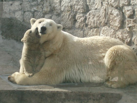 Фото Белый медведь. Король дрейфа