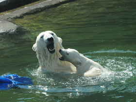 Фото Белые медведи тоже мерзнут