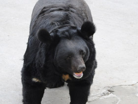 Фото Гималайский медведь