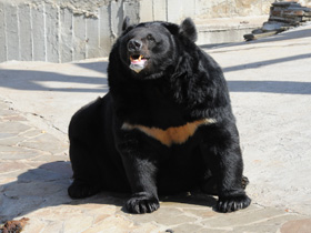 Фото Гималайский медведь
