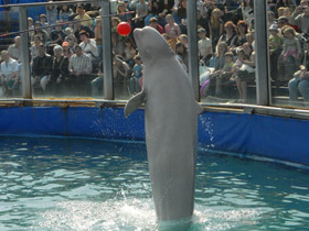 Фото 10 интересных фактов о дельфинах