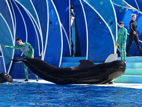 Фото Почему киты и дельфины выбрасываются на берег?