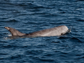Фото Серый дельфин