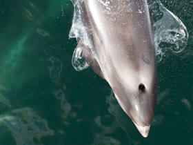 Фото Беломордый дельфин