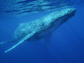 Фото Горбатый кит