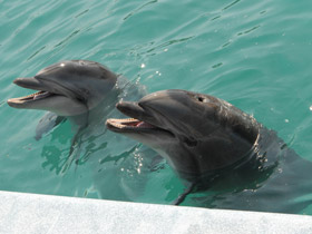Фото Почему киты и дельфины выбрасываются на берег?