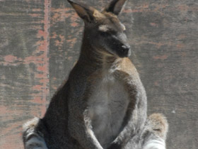 Фото Большой серый кенгуру