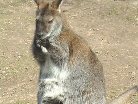 Фото Большой рыжий кенгуру