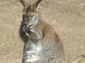 Фото Большой рыжий кенгуру