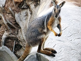 Фото Кольцехвостый кенгуру