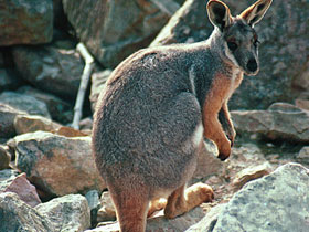 Фото Кольцехвостый кенгуру