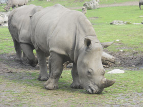 Фото Белый носорог