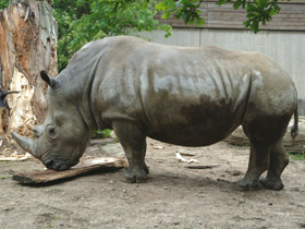 Фото Белый носорог