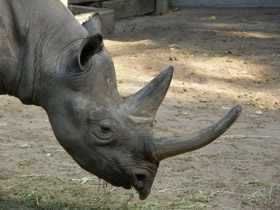Фото Чёрный носорог