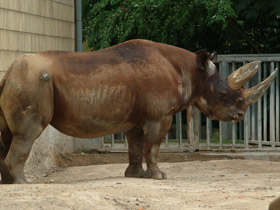 Фото Чёрный носорог