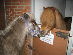 Фото Домашние лошади