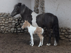 Фото Домашние лошади