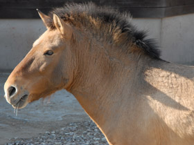 Фото Лошадь Пржевальского
