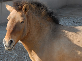 Фото Лошадь Пржевальского