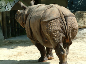 Фото Индийский, или панцирный носорог