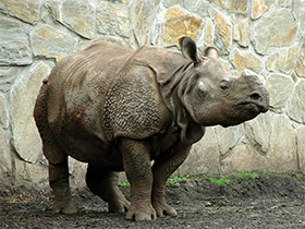 Фото Индийский, или панцирный носорог
