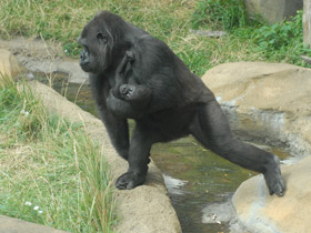 Западная равнинная горилла
