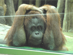 Фото Суматранский орангутан