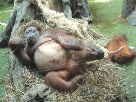 Фото Суматранский орангутан