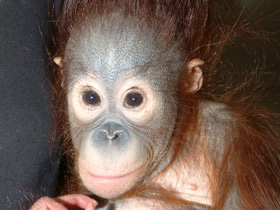 Фото Борнейский орангутан