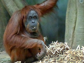 Фото Орангутан: большая рыжая обезьяна