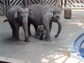 Фото Индийский слон