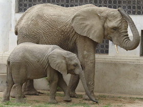 Фото 10 интересных фактов о слонах