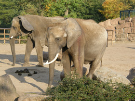 Фото Африканский слон