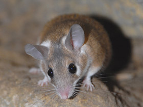 Фото Иглистая мышь