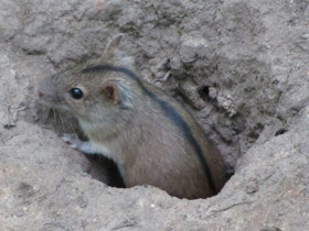 Фото Полевая мышь