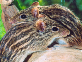 Фото Полосатая мышь