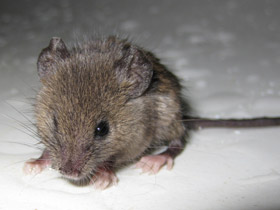Фото Домовая мышь