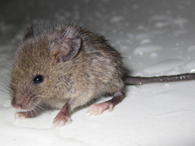 Фото Домовая мышь