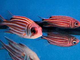 Фото Красная рыба-белка