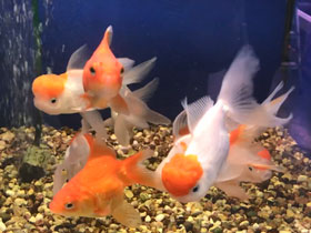 Фото Золотая рыбка