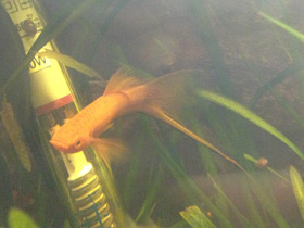 Фото Твой первый аквариум: моллинезии и меченосцы
