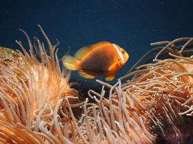 Фото Томатная анемоновая рыба-клоун