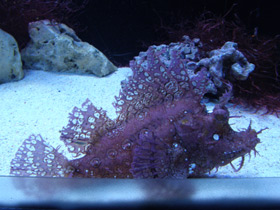 Фото Косматая рыба-скорпион