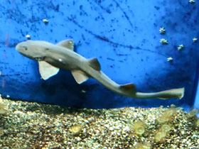 Фото Персидская кошачья акула