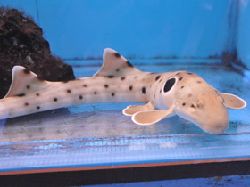 Фото Глазчатая кошачья акула