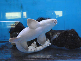 Фото Глазчатая кошачья акула