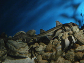 Фото Австралийская бычья акула