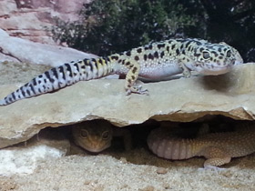 Фото Леопардовый геккон