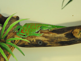 Фото Дневной мадагаскарский геккон