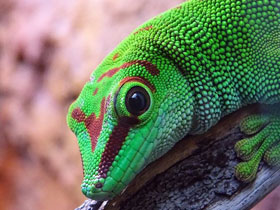 Фото Дневной мадагаскарский геккон